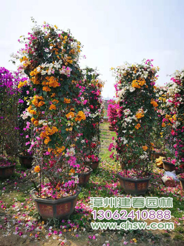 黄紫多色三角梅圆柱%园林绿化三角梅景观&漳州造型九重葛价格
